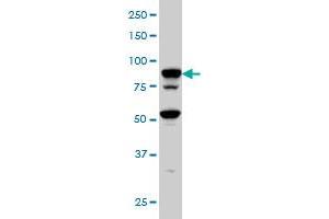 TFRC monoclonal antibody (M01A), clone 1E6 Western Blot analysis of TFRC expression in Hela S3 NE . (Transferrin Receptor Antikörper  (AA 68-168))