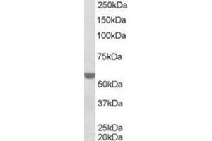 Image no. 1 for anti-Retinoid X Receptor, alpha (RXRA) (Internal Region) antibody (ABIN374477) (Retinoid X Receptor alpha Antikörper  (Internal Region))