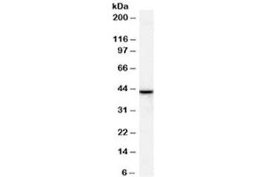 Western blot testing of human breast lysate with ERLIN2 antibody at 1ug/ml. (ERLIN2 Antikörper)