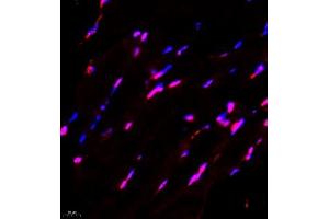 Immunofluorescence of paraffin embedded mouse Skeletal muscle using FUS (ABIN7075919) at dilution of 1:1000 (400x lens) (TLS/FUS Antikörper)