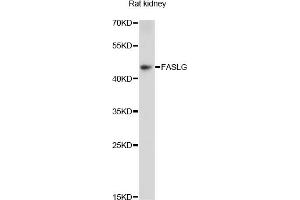 Western blot analysis of extracts of rat kidney, using FASLG antibody (ABIN5970064) at 1/1000 dilution. (FASL Antikörper)