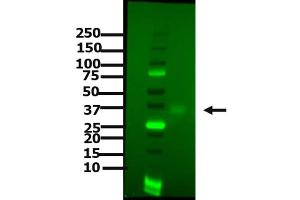 Western Blot of Goat anti-PDL1 antibody Western Blot of Goat anti-PDL1 antibody. (PD-L1 Antikörper)