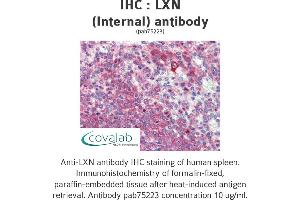 Image no. 1 for anti-Latexin (LXN) (Internal Region) antibody (ABIN5693627) (Latexin Antikörper  (Internal Region))