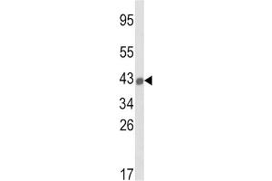 Western Blotting (WB) image for anti-Major Histocompatibility Complex, Class I, B (HLA-B) antibody (ABIN3003834) (HLA-B Antikörper)