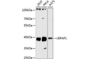 Western blot analysis of extracts of various cell lines, using LRP antibody  at 1:3000 dilution. (LRPAP1 Antikörper  (AA 35-357))