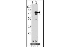 Western blot analysis of EIF4B using rabbit polyclonal EIF4B Antibody (S422) using 293 cell lysates (2 ug/lane) either nontransfected (Lane 1) or transiently transfected with the EIF4B gene (Lane 2). (EIF4B Antikörper  (AA 400-429))