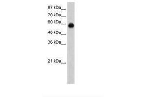 Image no. 2 for anti-Kelch-Like ECH-Associated Protein 1 (KEAP1) (C-Term) antibody (ABIN6736255) (KEAP1 Antikörper  (C-Term))