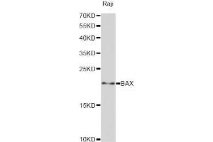Western blot analysis of extracts of Raji cells, using BAX antibody (ABIN5970040) at 1:3000 dilution. (BAX Antikörper)
