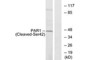 Western blot analysis of extracts from Jurkat cells, using PAR1 (Cleaved-Ser42) Antibody. (PAR1 Antikörper  (Cleaved-Ser42))