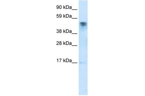 FLJ13798 (FLJ13798) (C-Term) Antikörper