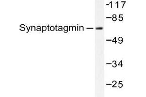 Western blot (WB) analysis of Synaptotagmin antibody in extracts from HeLa cells. (SYT1 Antikörper)