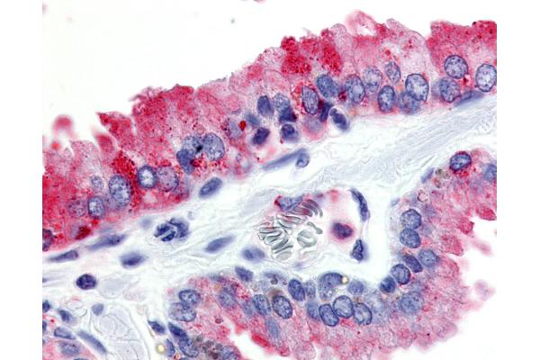 GPR174 Antikörper  (Cytoplasmic Domain)