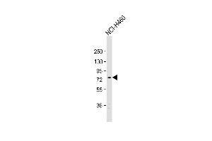 Anti-EXOC5 Antibody (C-term) at 1:1000 dilution + NCI- whole cell lysate Lysates/proteins at 20 μg per lane. (EXOC5 Antikörper  (C-Term))