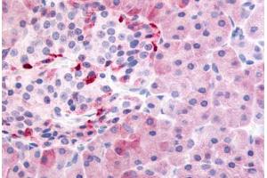 Human Pancreas (formalin-fixed, paraffin-embedded) stained with PDE7B antibody ABIN213531 at 10 ug/ml followed by biotinylated goat anti-rabbit IgG secondary antibody ABIN481713, alkaline phosphatase-streptavidin and chromogen. (PDE7B Antikörper  (N-Term))