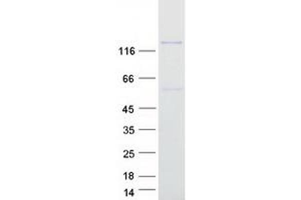 PIK3R4 Protein (Myc-DYKDDDDK Tag)