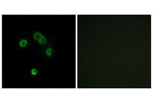 Immunofluorescence (IF) image for anti-Taste Receptor, Type 2, Member 13 (TAS2R13) (Internal Region) antibody (ABIN1853349) (TAS2R13 Antikörper  (Internal Region))