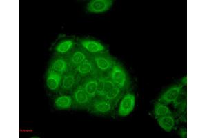 Immunocytochemistry/Immunofluorescence analysis using Mouse Anti-Hsp27 Monoclonal Antibody, Clone 5D12-A3 . (HSP27 Antikörper  (APC))