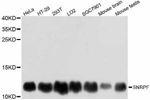 Western blot analysis of extracts of various cell lines, using SNRPF antibody (ABIN5998914) at 1:3000 dilution. (SNRPF Antikörper)
