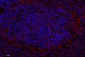 Immunofluorescent analysis of paraformaldehyde-fixed rat spleen using,SYTL2 (ABIN7075797) at dilution of 1: 1200 (SYTL2 Antikörper)