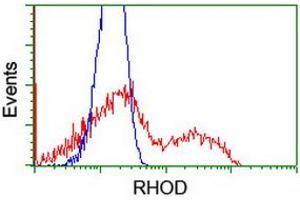 HEK293T cells transfected with either RC201722 overexpress plasmid (Red) or empty vector control plasmid (Blue) were immunostained by anti-RHOD antibody (ABIN2455263), and then analyzed by flow cytometry. (RHOD Antikörper)