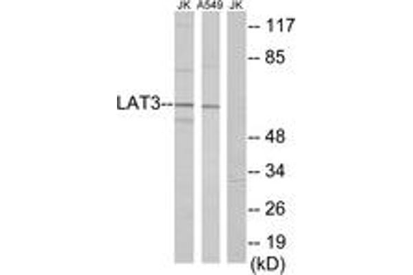 SLC43A1 Antikörper  (AA 231-280)