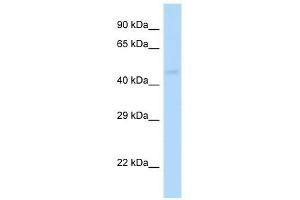 Western Blot showing Gabrp antibody used at a concentration of 1. (GABRP Antikörper  (N-Term))