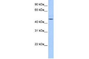 WB Suggested Anti-DKFZp779O175 Antibody Titration:  0. (DKFZp779O175 (N-Term) Antikörper)