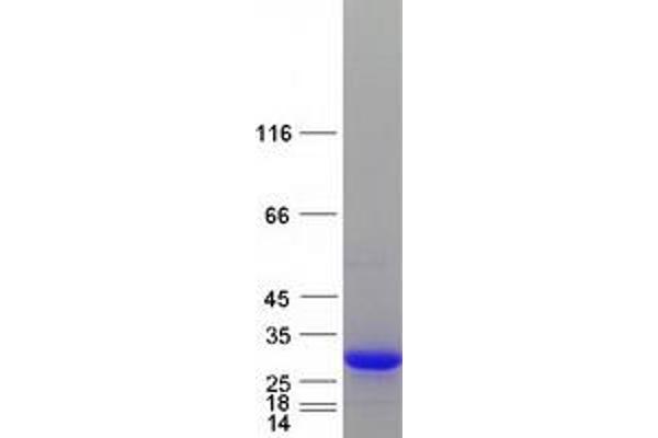 CTRP5 Protein (Myc-DYKDDDDK Tag)