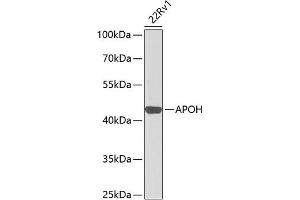 Western blot analysis of extracts of 22Rv1 cells, using APOH antibody (ABIN3021761, ABIN3021762, ABIN3021763 and ABIN6215796) at 1:1000 dilution. (APOH Antikörper  (AA 21-345))