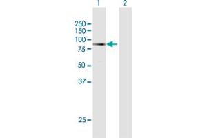 Western Blot analysis of MECP2 expression in transfected 293T cell line by MECP2 MaxPab polyclonal antibody. (MECP2 Antikörper  (AA 1-486))