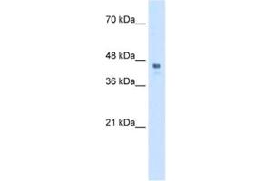 Western Blotting (WB) image for anti-Homeobox C10 (HOXC10) antibody (ABIN2460523) (HOXC10 Antikörper)