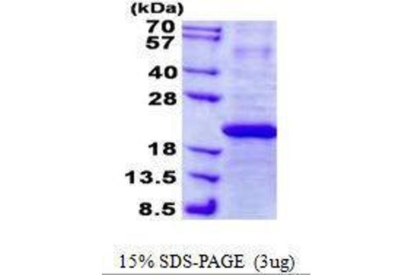 IFNA7 Protein