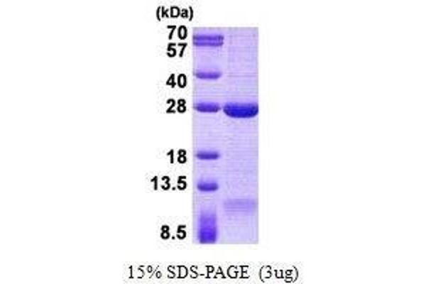 DNAL1 Protein