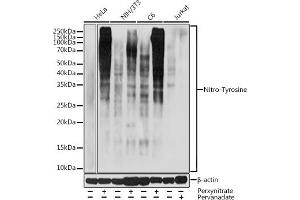 Western blot analysis of extracts of various cell lines, using Nitro-Tyrosine antibody (ABIN7268925) at 1:1000 dilution. (Nitrotyrosine Antikörper)