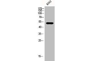 Western Blot analysis of K562 cells using eIF2Bγ Polyclonal Antibody (EIF2B3 Antikörper  (Internal Region))