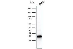 Western Blotting (WB) image for anti-Cytochrome C, Somatic (CYCS) antibody (ABIN6940325)