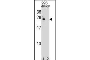 BCL2 Antibody (Center) (ABIN1881108 and ABIN2838804) pre-incubated without(lane 1) and with(lane 2) blocking peptide in 293 cell line lysate. (Bcl-2 Antikörper  (AA 87-116))