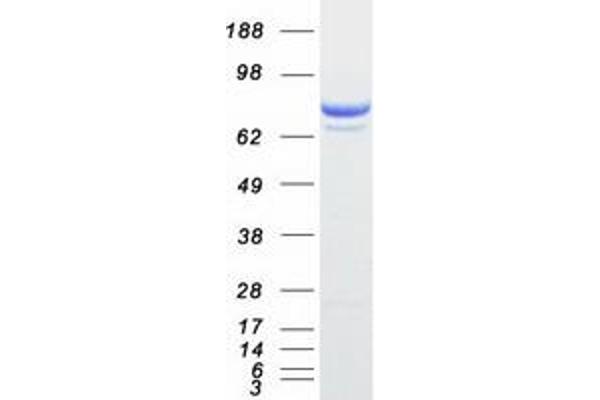 PTPRE Protein (Transcript Variant 1) (Myc-DYKDDDDK Tag)