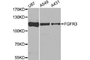 Western blot analysis of extracts of various cell lines, using FGFR3 antibody (ABIN6003495) at 1/1000 dilution. (FGFR3 Antikörper)