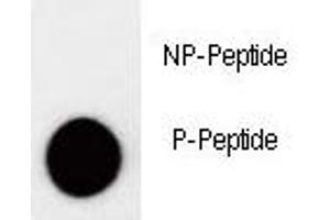 Dot blot analysis of phospho-p27Kip1 antibody. (CDKN1B Antikörper  (pThr157))