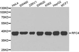 Western Blotting (WB) image for anti-Replication Factor C (Activator 1) 4, 37kDa (RFC4) antibody (ABIN1876673) (RFC4 Antikörper)