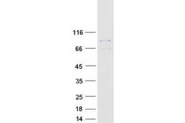 EPN3 Protein (Myc-DYKDDDDK Tag)