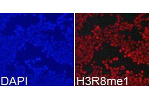 Immunofluorescence (IF) image for anti-Histone 3 (H3) (H3R8me) antibody (ABIN1873015) (Histone 3 Antikörper  (H3R8me))