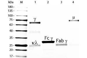 SDS-PAGE of Chicken IgG Fab Fragment Fluorescein Conjugated . (Huhn IgG isotype control (FITC))