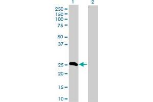 Western Blot analysis of FGA expression in transfected 293T cell line by FGA MaxPab polyclonal antibody. (FGA Antikörper  (AA 1-218))