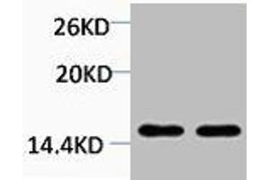 Western blot analysis of 1) Hela, 2) 3T3, diluted at 1:2000. (HIST1H4A Antikörper  (2meLys20))