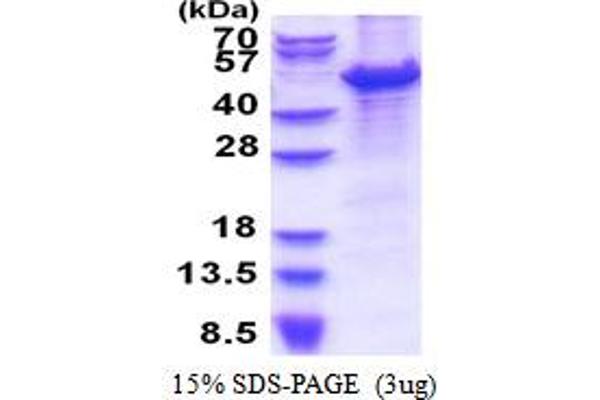 MCM7 Protein (AA 1-414) (His tag)