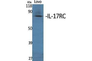 Western Blot (WB) analysis of specific cells using IL-17RC Polyclonal Antibody. (IL17RC Antikörper  (C-Term))
