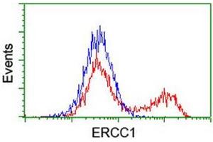 HEK293T cells transfected with either RC200478 overexpress plasmid (Red) or empty vector control plasmid (Blue) were immunostained by anti-ERCC1 antibody (ABIN2455593), and then analyzed by flow cytometry. (ERCC1 Antikörper)