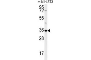 Western Blotting (WB) image for anti-Mitochondrial Carrier 2 (MTCH2) antibody (ABIN3002367) (MTCH2 Antikörper)